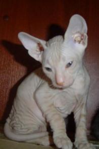 Донской сфинкс котята. Продажа и резервирование.