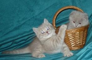 Плюшевый котенок-медвежонок