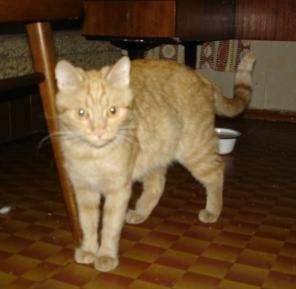 Золотая кошка Эмбер! Чудесная ласковая кошечка