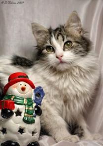 Чудные котята подростки в добрые руки