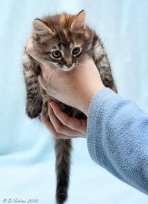 Отдам котенка девочку, 2 месяца. полупушистая. Тигра.