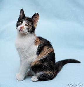 Отдам котенка трехцветного котенка девочку!