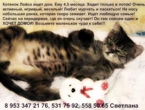 Отдам веселого котенка в добрые руки!