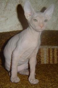 Небесные коты. Донской сфинкс. Продажа.