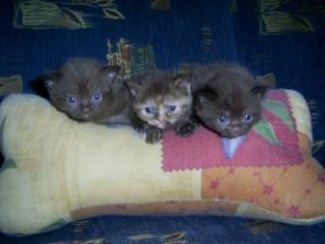Продаются Британские котята
