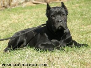Высокопородные щенки КАНЕ КОРСО ИТАЛЬЯНО черного окраса