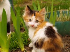 Котята бесплатно в добрые руки.