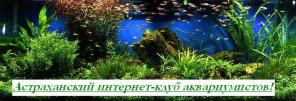Астраханский интернет-клуб аквариумистов "Золотая Оранда"