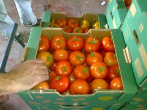 Продам томаты, перец, гранат, цитрус, свежая зелень