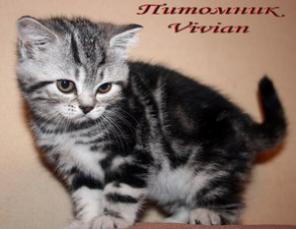 Британские мраморные и вискас котята из питомника VIVIAN.
