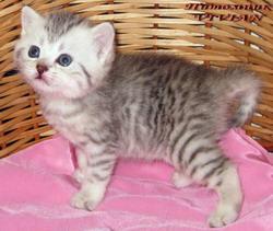Британские мраморные и вискас котята из питомника VIVIAN.