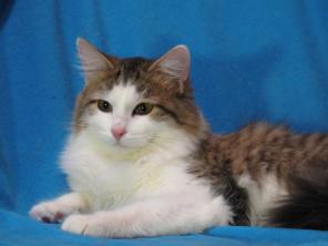 Замечательные кошки и коты в добрые руки!