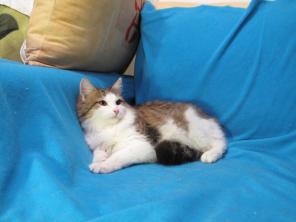 Молодая кошечка изысканной красоты. Метроша, 10 мес.