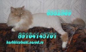 Стрижка кошек,котов,собак. 89104145701.Москва.