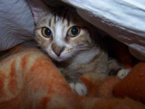 Милый котик Мишенька ищет дом!!!