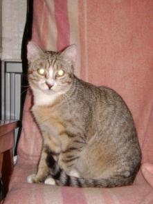 Обаятельный котик Еврик ищет дом!