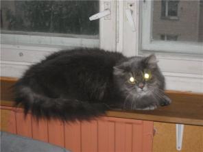 Персидский котик Бася ищет дом и заботливого хозяина