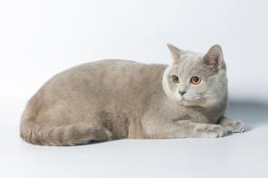 Скоттиш-страйт приглашает на вязку