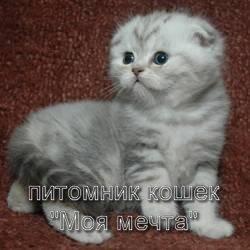 Шотландские вислоухие и прямоухие котята медвежьего типа.