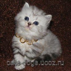 Шотландские вислоухие и прямоухие котята медвежьего типа.