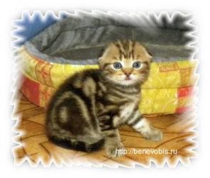 Котята скоттиш фолды и скоттиш страйты мраморных окрасов