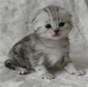 Котята скоттиш фолды и скоттиш страйты мраморных окрасов