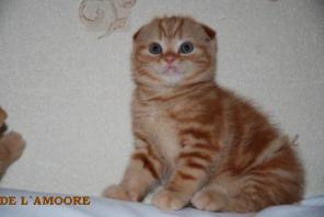 Шотландские вислоухие,скоттиш страйт котята