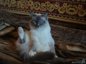 КОТ ДЛЯ ВЯЗКИ