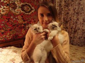 Котята редкой Бирманской породы с полосочками на морде - прекрасный подарок в новый год тигра!!!!