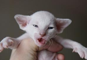 Питомник *Crazy Cat* предлагает котят петербургского сфинкса - петерболды