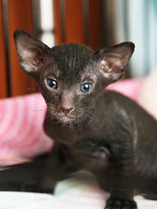 Питомник *Crazy Cat* предлагает котят петербургского сфинкса - петерболды