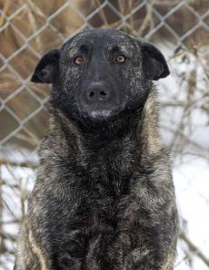 Метис голландской овчарки – собака Тигра в дар!