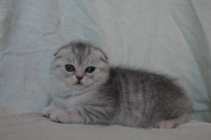 Котята скоттиш-фолд и скоттиш-страйт