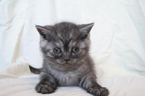 Котята скоттиш-фолд и скоттиш-страйт