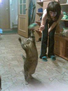 Ласковая кошка ищет дом.