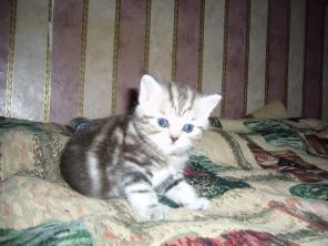 Продам ШОТЛАНДСКИЕ ВИСЛОУХИЕ и ПРЯМОУХИЕ КОТЯТА