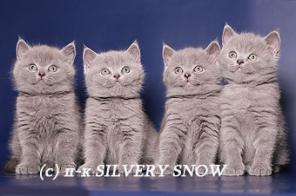     Silvery Snow