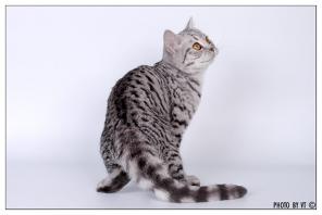 Элитные британские короткошерстные котята