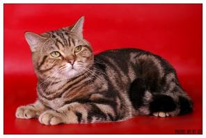 Элитные британские короткошерстные котята