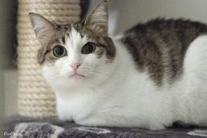 Полненькая кошечка ищет любимую хозяюшку!