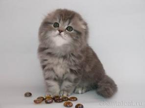 Очаровательных шотландских вислоухих и прямоухих котят