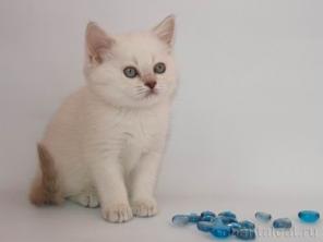 Очаровательных шотландских вислоухих и прямоухих котят