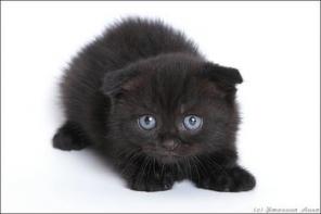 клубные котята питомника"sweettoy"