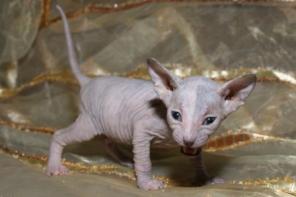 Донской сфинкс. Котята. Продажа.