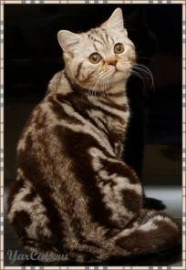 Британские мраморные пятнистые котята из YarCollection