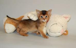 Абиссинские котята из питомника