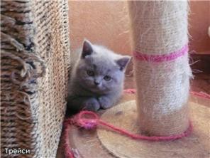 Чистокровные Британские котята