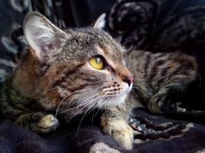 Кошка, которая виляет хвостом, как собака - это наша Ласточка