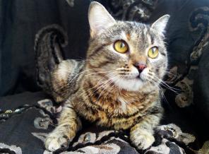 Кошка, которая виляет хвостом, как собака - это наша Ласточка