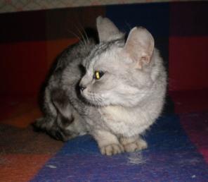 Бурмила кошечка и котёнок